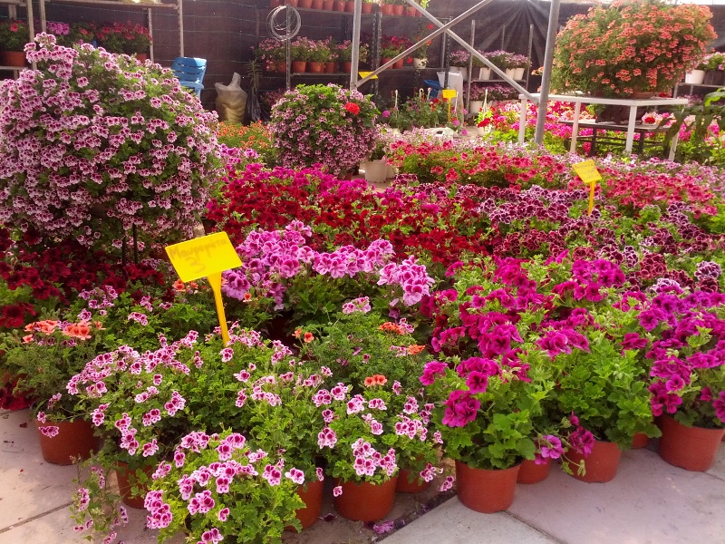 IMG_20130501_152907s