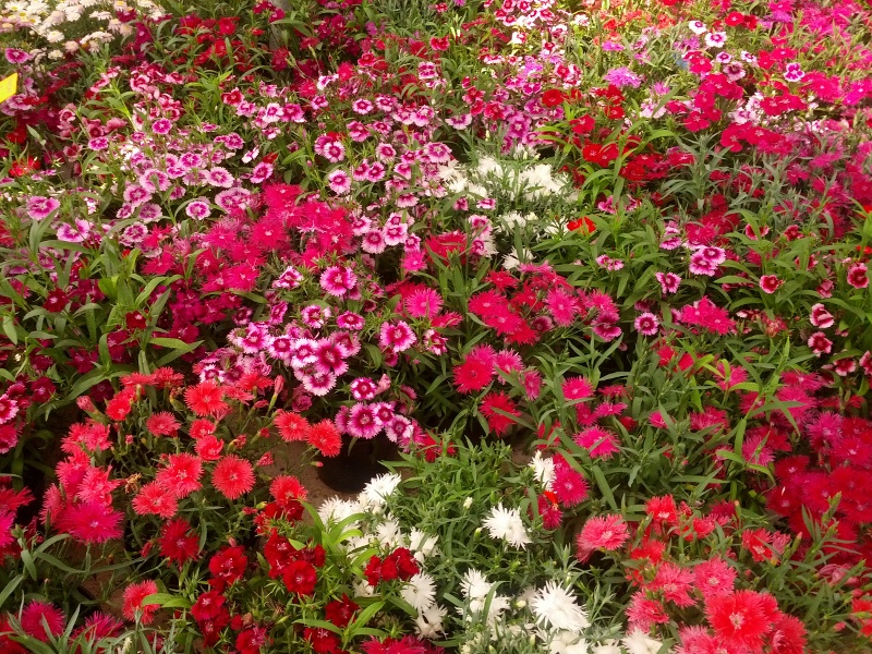 IMG_20130501_153222s