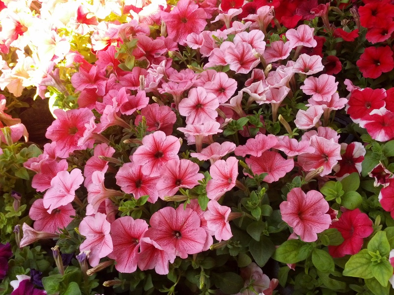 IMG_20130501_153526s