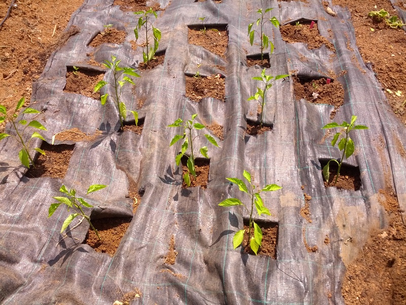 IMG_20140621_125439s