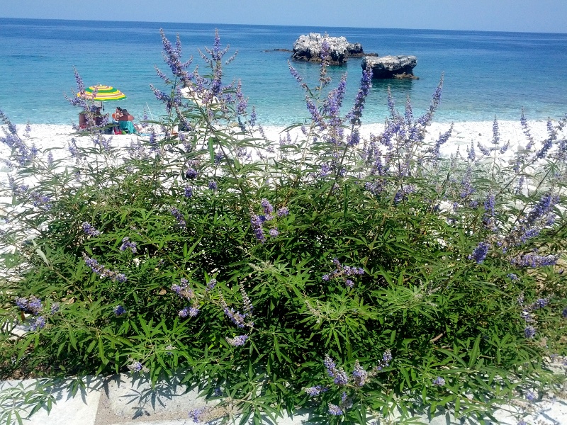 Λυγαριά, εσένα έχω στην καρδιά