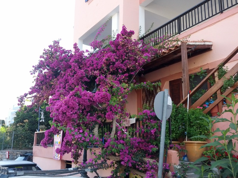 Μπουκαμβίλια μοβ