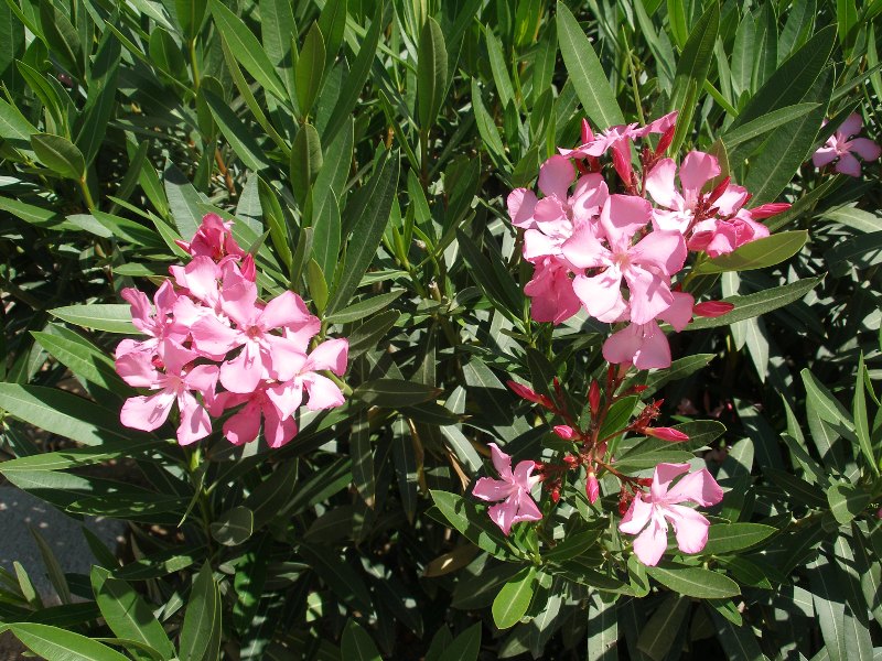 Πικροδάφνη ροζουλί