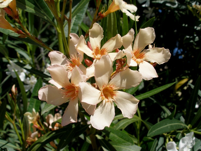 Πικροδάφνη