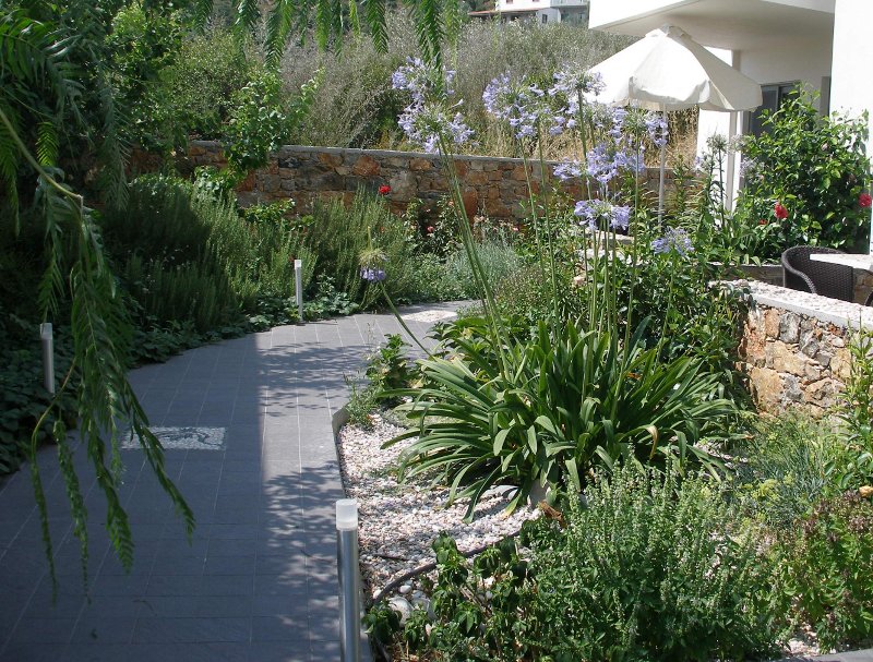 Δεξιά με τα μπλε λουλούδια ο αγάπανθος