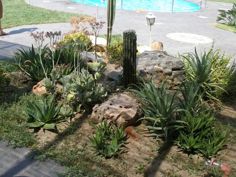 Βραχόκηπος με κάκτους και παχύφυτα