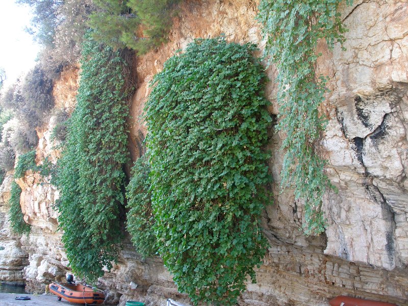 Κάππαρη Κάππαρη