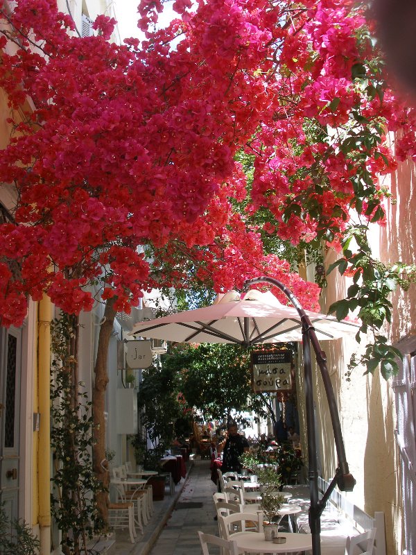 Μπουκαμβια ροζουλί