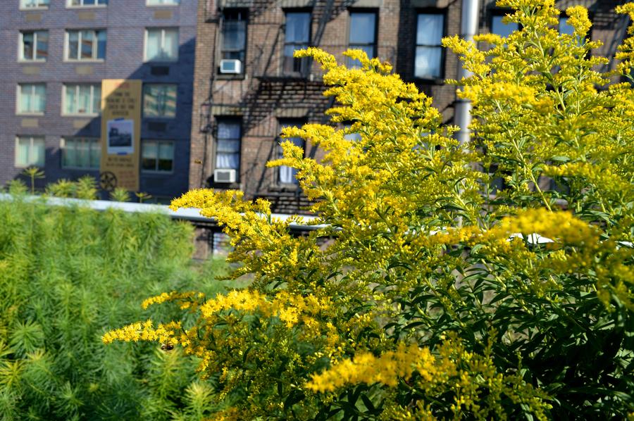 The High Line park New York