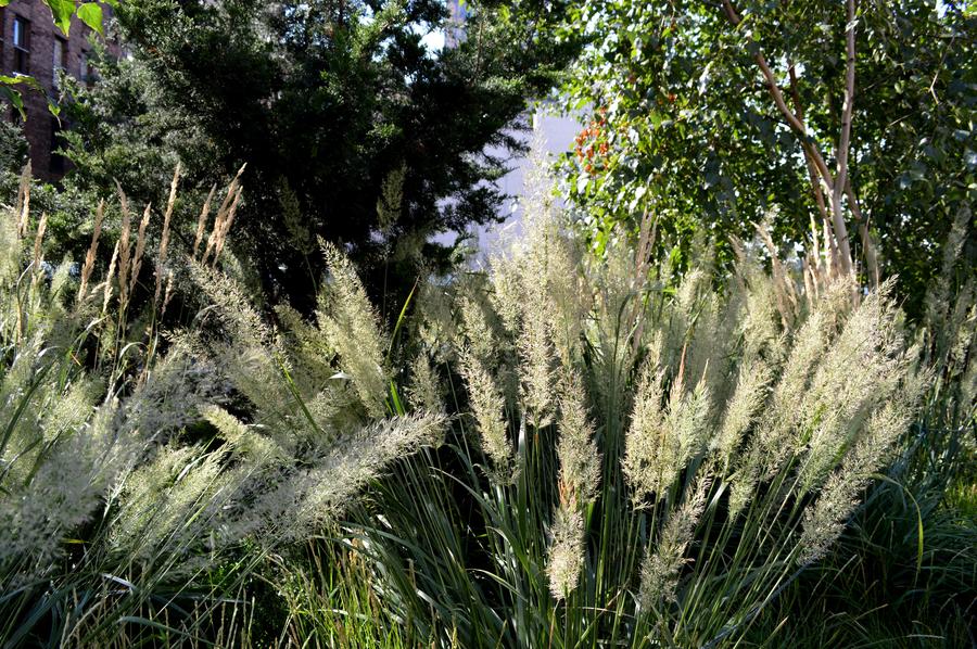 The High Line park New York