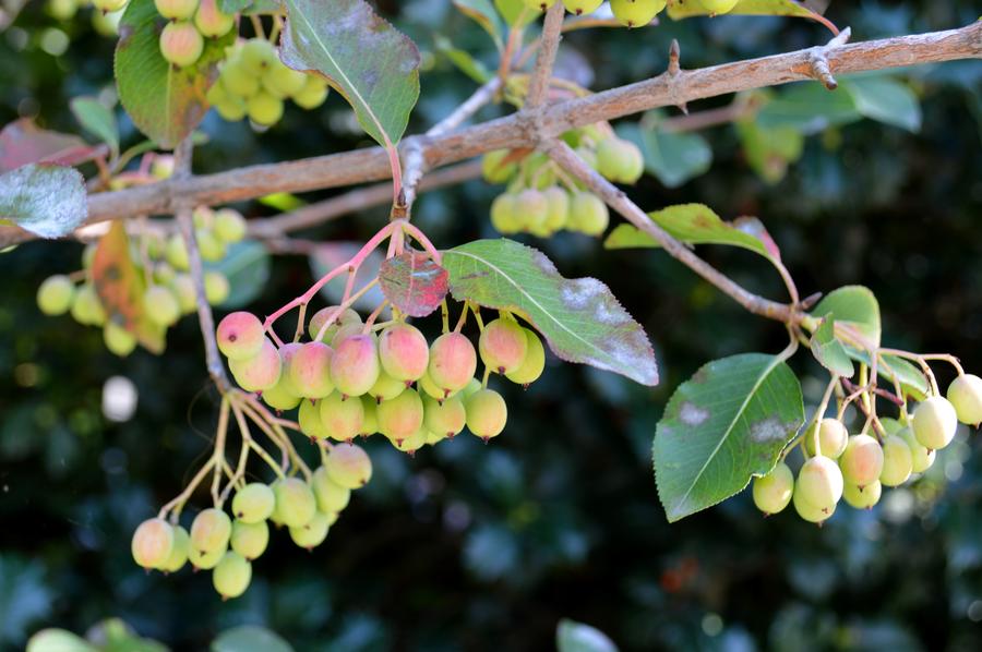 The High Line park New York