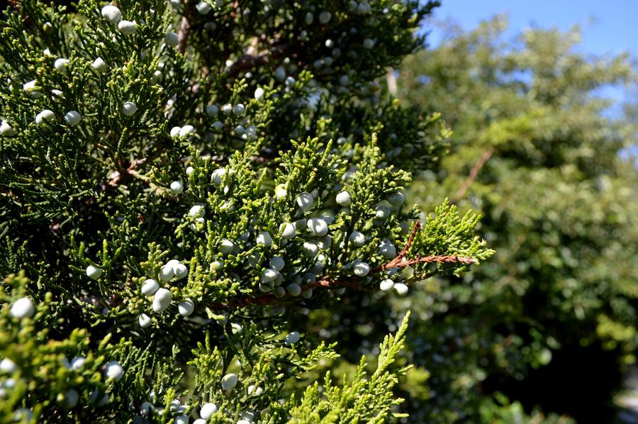 The High Line park New York