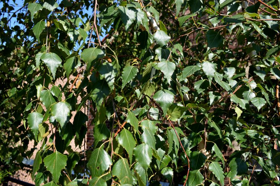 The High Line park New York