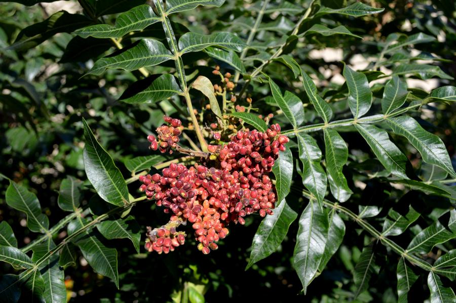 The High Line park New York