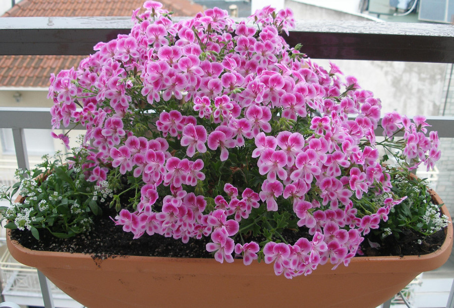 Μαυρομάτα μολόχα