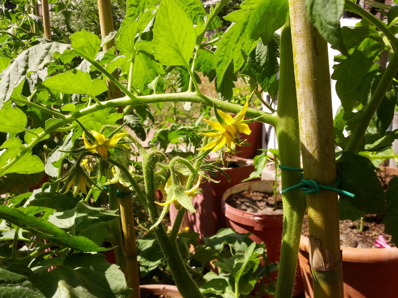 IMG_20150602_102432s