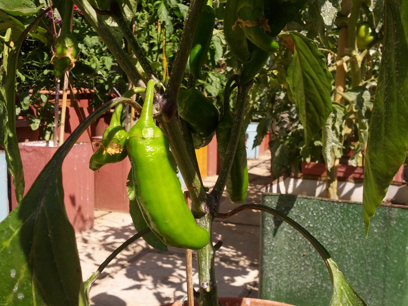 IMG_20150602_102521s