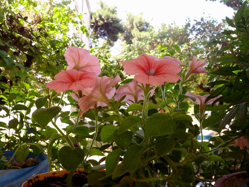 IMG_20150602_102649s