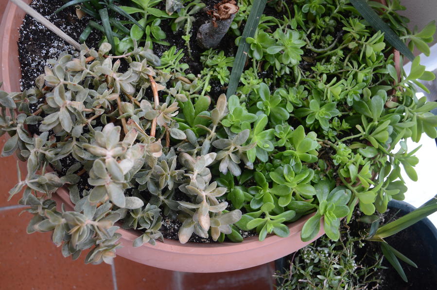 Αριστερό φυτό παγωμένο - Δεξί ακμαίο και πράσινο